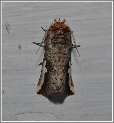 Prominent Moth (Symmerista albifrons)