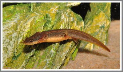 Striped Newt (Notophthalmus perstriatus)