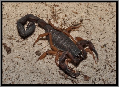 Florida Bark Scorpion (Centruroides gracilis)