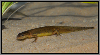 Peninsula Newts (Notophthalmus viridescens piaropicola)