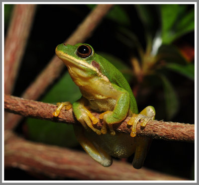 Squirrel Treefrog (Hyla squirella)