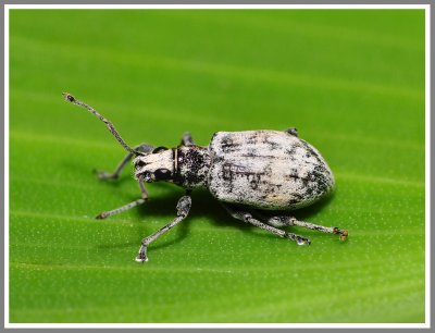 Weevil - Sri Lanka Weevil (Myllocerus undecimpustulatus)