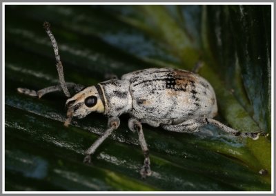 Weevil - Sri Lanka weevil (Myllocerus undecimpustulatus)