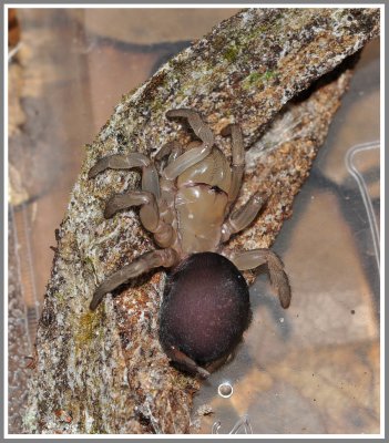 Purseweb Spider (Sphodros abboti)