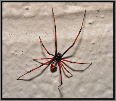 Northern Black Widow Spider, male (Latrodectus variolus)