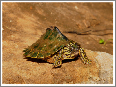 Escambia Map Turtle (Graptemys ernsti)