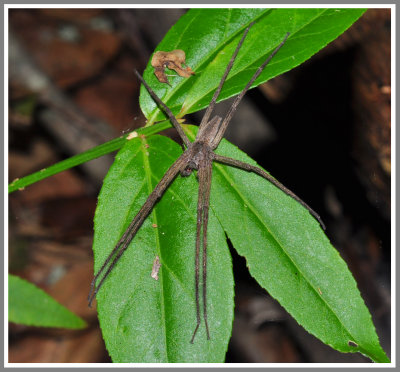 Nursery Web Spider Male (Pisaurina sp)