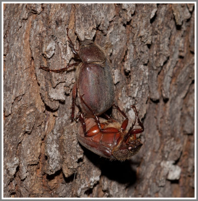 Scarab Beetle (Phyllophaga sp.)