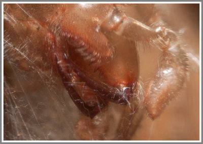 Skin Cast from Male Purseweb Spider (Sphodros rufipes)