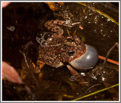 Southern Toad (Bufo terrestris)