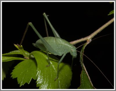 Clicker Round-winged Katydid (Amblycorypha alexanderi)