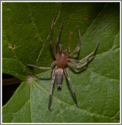 Ghost Spider (Family Anyphaenidae)