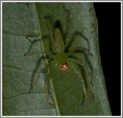 Magnolia Green Jumping Spider (Lyssomanes viridis)