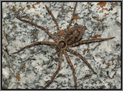 Huntsman Spider (Heteropoda venatoria)
