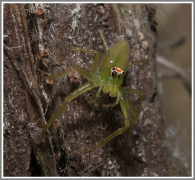 Magnolia Green Jumping Spider (Lyssomanes viridis)