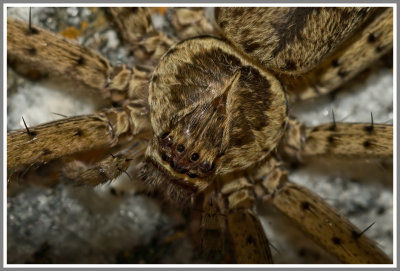 Huntsman Spider (Heteropoda venatoria)