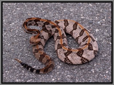 Canebrake Rattlesnake (Crotalus horridus atricaudatus)