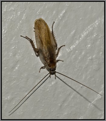 Pennsylvania Wood Cockroach (Parcoblatta pennsylvanica)