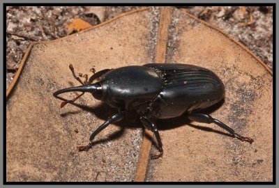 Weevil - Giant Palm Weevil Black Color Phase (Rhynchophorus cruentatus)