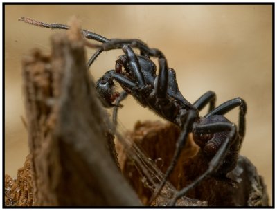 Purseweb Spider Male (Sphodros abboti)