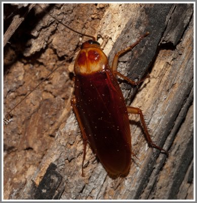 American Cockroach (Periplaneta americana)