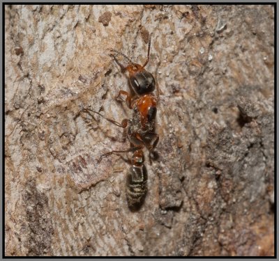 Mexican Twig Ant (Pseudomyrmex gracilis)