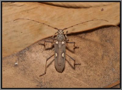 Cerambycid Beetle - Ivory Marked Beetle (Eburia distincta)