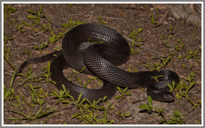 Black Pine Snake (Pituophis melanoleucus lodingi)