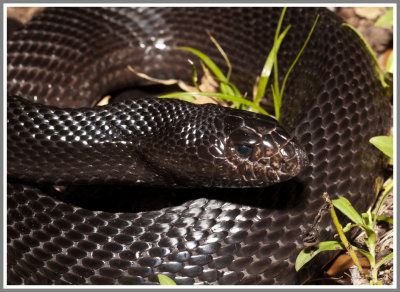 Black Pine Snake (Pituophis melanoleucus lodingi)