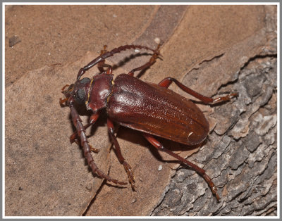  Cerambycid Beetle (Prionus pocularis)