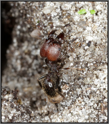 Big Headed Ant (Pheidole spp)