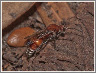 Velvet Ant Male (Dasymutilla spp)