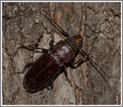 Cerambycid Beetles - Hardwood Stump Borer (Mallodon dasystomus)