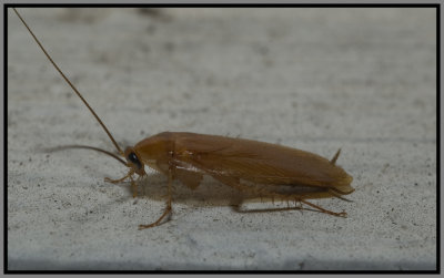 Wood Cockroach (Parcoblatta caudelli)