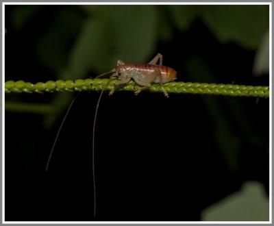 Carolina Leaf-roller (Camptonotus carolinensis)