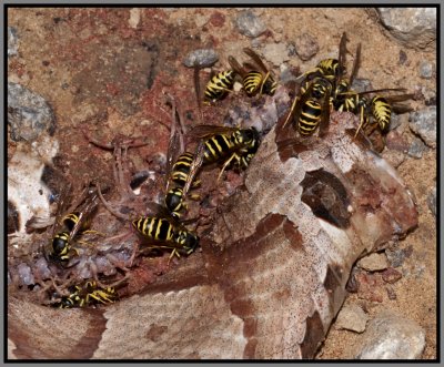 Eastern Yellowjackets (Vespula maculifrons)