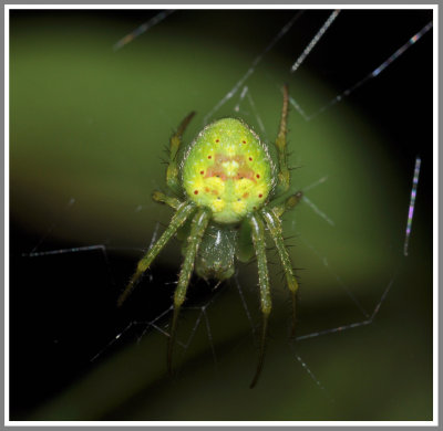 Redspotted Orbweaver (Araneus cingulatus)