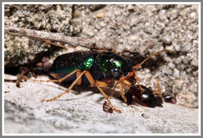 Tiger Beetle - Carolina Tiger Beetle (Tetracha carolina)