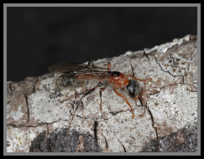 Mexican Twig Ant (Pseudomyrmex gracilis)