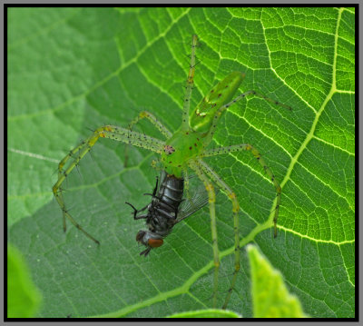 Green Lynx Spider (Peucetia viridans)