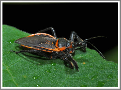 Bee Assassin (Apiomerus crassipes)