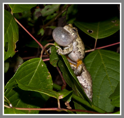 Cope's Gray Treefrog (Hyla chrysoscelis)