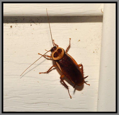 Australian Cockroach (Periplaneta australasiae)