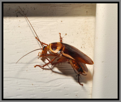 Australian Cockroach (Periplaneta australasiae)