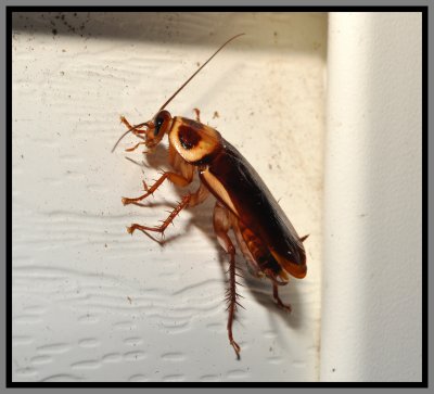 Australian cockroach (Periplaneta australasiae)
