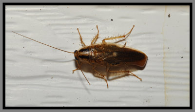Asian Cockroach (Blattella asahinai)
