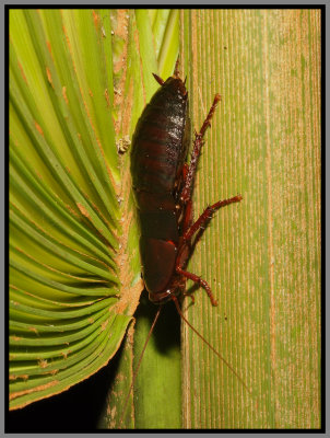 Florida Woods Cockroach (Eurycotis floridana)