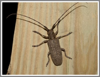 Cerambycid Beetle (Goes tumifrons)