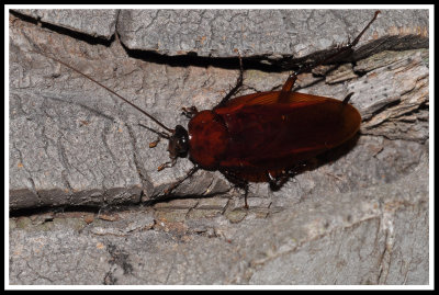 Smokybrown Cockroach (Periplaneta fuliginosa)