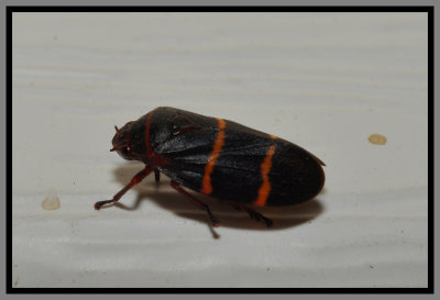 Twolined Spittlebug (Prosapia bicinta)